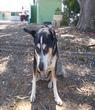 Chllidog