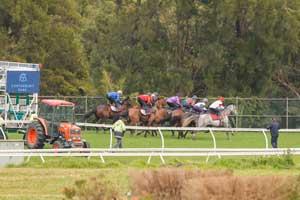 Canterbury Bush 