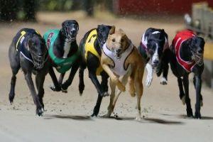 Greyhound Racing6 